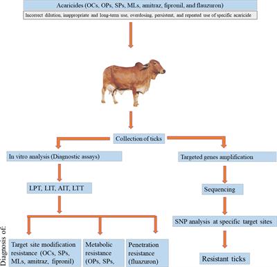 Acaricides Resistance in Ticks: Selection, Diagnosis, Mechanisms, and Mitigation